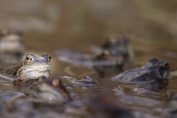 Fototapeta premium Common frog,toad,rana temporaria in pond with eggs