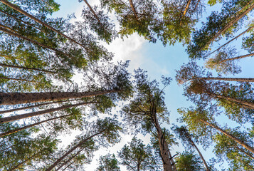 Fototapeta premium look at the pines from the bottom up