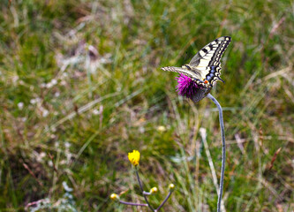 Old world swallowtail butterfly on the jurinea mollis flower