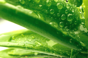 Close up of succulent leaves with drops of water