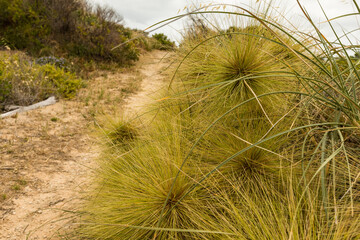 Spinifex longifolius lining path to beach at Binningup