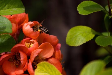 Macro honeybee inside orange blooming Chaenomeles flower, pollinating. Bee (Apis Mellifera) looking for nectar on Japanese quince blossom. Closeup, detail, blur background, copy space. Soft focus