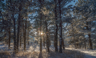 Snowy daylight in the colorado forest