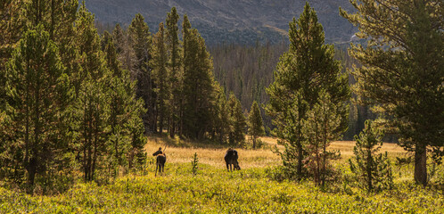 Moose grazing in Rocky Mountain National Park