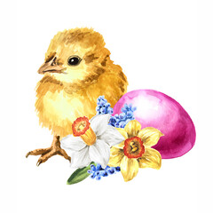 Colored Easter egg, cute chicken and spring flowers. Hand drawn watercolor illustration, isolated on white background