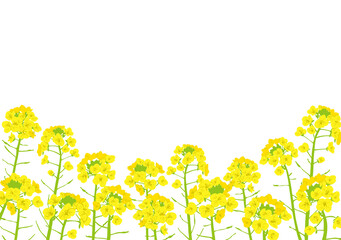 菜の花イラスト素材 Poster Posters Wallsheaven ちよちよ 菜の花イラスト素材 Poster Posters Wallsheaven ちよちよ