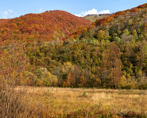 Fototapeta premium Autumn mountain landscape - yellowed and reddened autumn trees combined with green needles and blue skies. Colorful autumn landscape scene in the Ukrainian Carpathians.