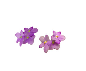 Violet flowers pair isolated on white background