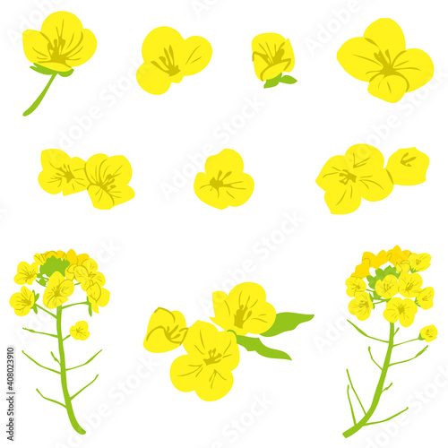 菜の花イラスト素材 Wall Mural Wallpaper Murals ちよちよ 菜の花イラスト素材 Wall Mural Wallpaper Murals ちよちよ