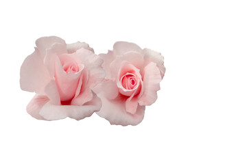 pink rose buds on white background isolated, floral design, flowers pink