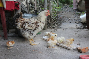 
Ukraine Ivano-Frankivsk region hen chickens mother village summer family farm farming