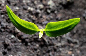 A small sprout of tomato in the ground.