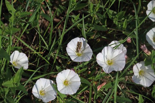 Ackerwinde mit Falter