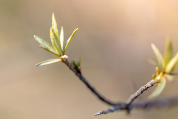 Blossoming bud on a tree in spring.