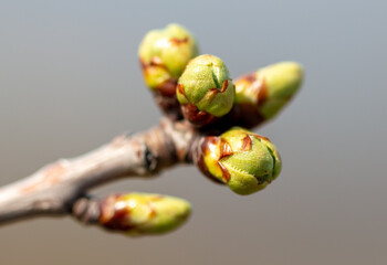 Blossoming bud on a tree in spring.