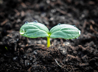 A small sprout of a cucumber in the ground.