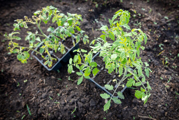 Tomato seedling in the ground