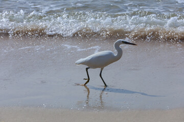 White heron on the beach