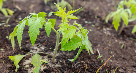Tomato seedling in the ground