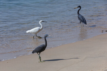 White and gray heron on the beach