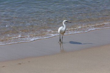 White heron on the beach
