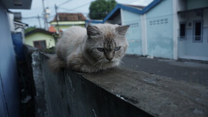 cat on the wall
