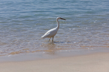 White heron on the beach