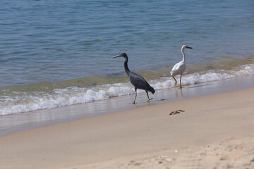 White and gray heron on the beach