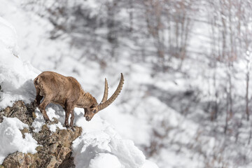 Naklejka na ściany i meble Alps landscape with Ibex male (Capra ibex)