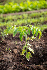 Tomato seedling in the ground