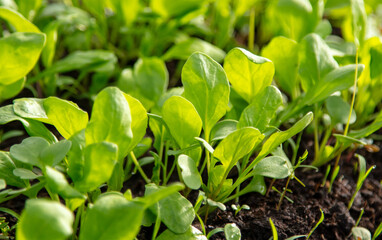 Small sprouts of arugula in the ground