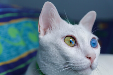 white cat with colorful eyes