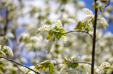 White flowers on the tree in spring.