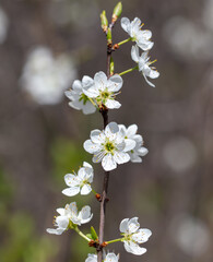Flowers on branches of cherry