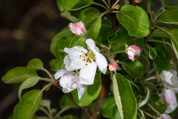 Flowers on branches of an apple tree