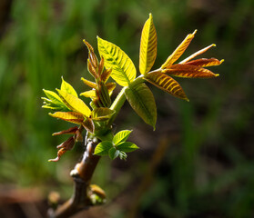 Small leaves on walnut branches.