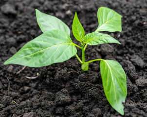 Paprika seedlings in the ground in spring.