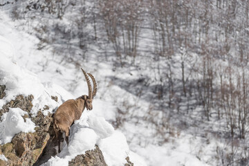 Alps landscape with the King (Capra ibex)
