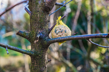 A selective focusshot of tit dumplings hanging on a tree