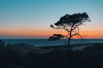 Fototapeta na wymiar Silhouette of a pine tree against the background of a sea sunset. On a sand dune in the distance, crowds of tourists walk on Patara Beach in Turkey