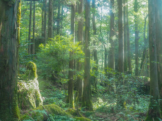 【屋久島】大自然でリフレッシュ