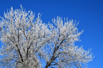 Frozen tree