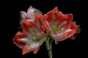 Amaryllis  © Jürgen Hust