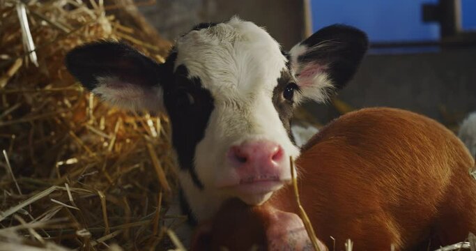 Cinematic close up shot of ecologically grown newborn calf and brown piglet used for biological genuine products industry lying on hay in countryside breeding farm. Concept: eco, bio,vegetarian, vegan
