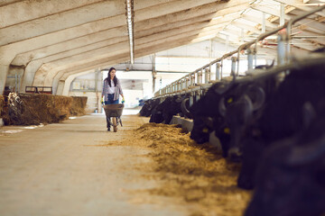 Young woman farm worker farmer walking along stalls with black cows and bulls and carrying hay