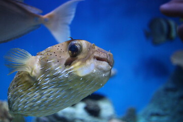 tropical predatory fish in the ocean swim in the water of the aquarium © Алла Мосурова