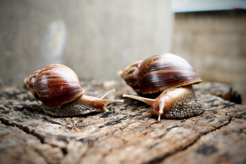 Two snails creeping on the old wood.