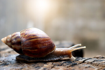 Snails creeping on the old wood.