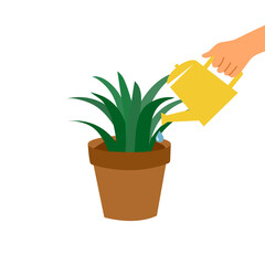 Hand holding watering can watering plant in pot. Growing houseplant.