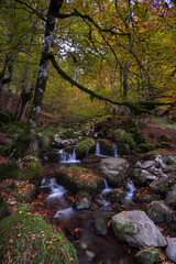 El otoño en el arroyo y en el hayedo